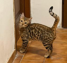 Gatto bengala