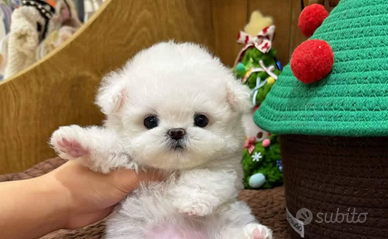 Barboncino bianco taglia mini toy