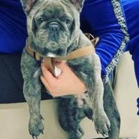 Bulldog francese