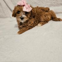 Piccoli cuccioli maltipoo