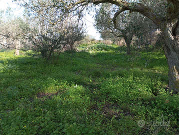 Terreno agricolo con pozzo