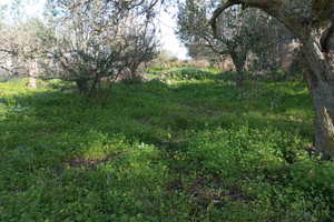 Terreno agricolo con pozzo