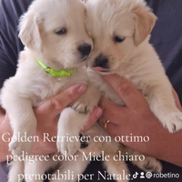 Golden Retriever linea Inglese