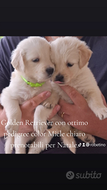 Golden Retriever linea Inglese