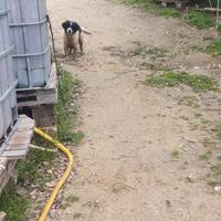 Cane Lagotto romagnolo