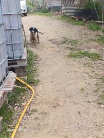 Cane Lagotto romagnolo
