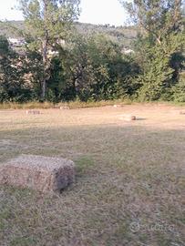 Ballette di fieno 2025