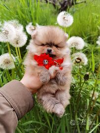 Volpino pomerania TOY femmina rossa zwergspitz