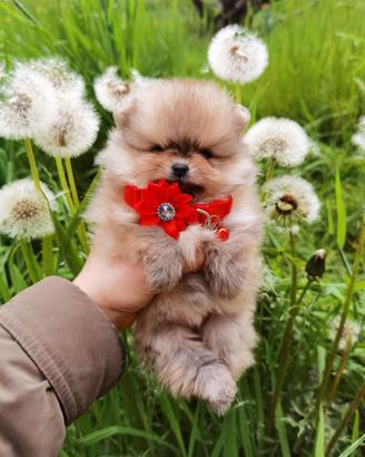 Volpino pomerania TOY femmina rossa zwergspitz