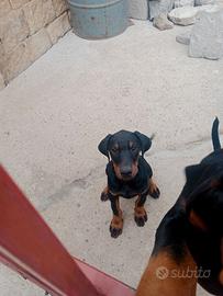 Canidobermann