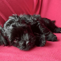 Maltipoo Toy cuccioli