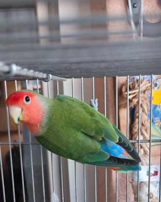 Inseparabile