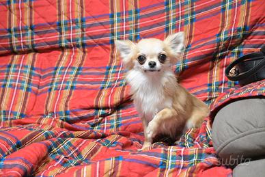 chihuahua maschio