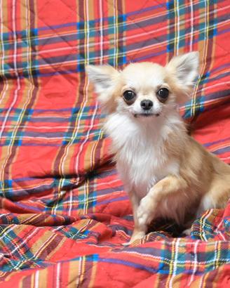 chihuahua maschio