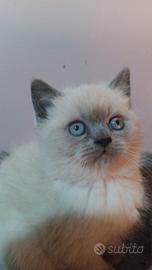 Coppia di gattini blue e blupoint disponibili