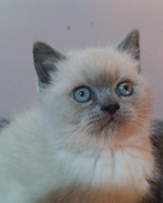 Coppia di gattini blue e blupoint disponibili