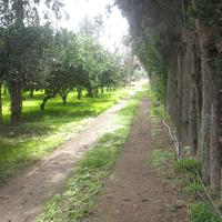 Monastir. Terreno di 23.500mq in parte piantumato