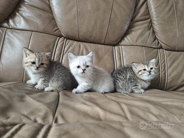 British Shorthair 