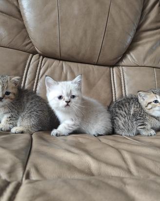 British Shorthair 