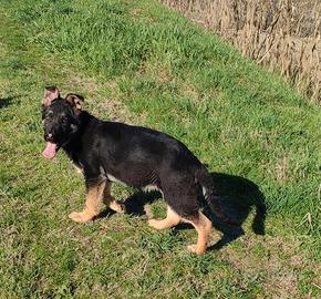 Disponibile cucciolo di pastore tedesco