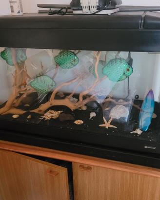 acquario