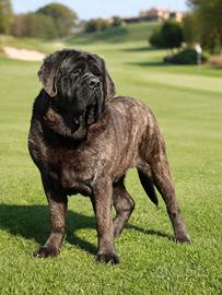 Mastiff cuccioli