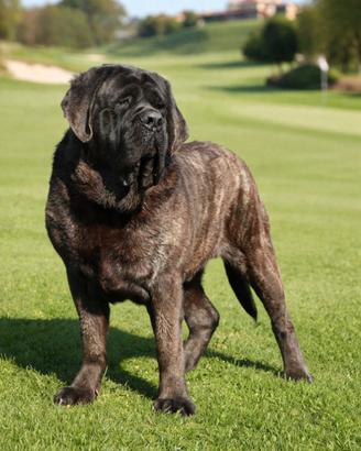 Mastiff cuccioli
