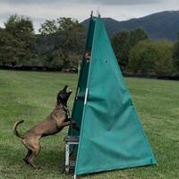 Cuccioli di pastore belga malinois