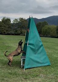 Cuccioli di pastore belga malinois