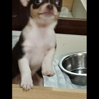 Chihuahua mini toy