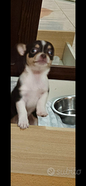 Chihuahua mini toy