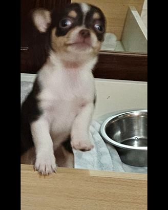Chihuahua mini toy