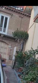 piante grasse 