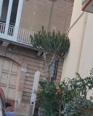 piante grasse 