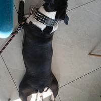 Cucciola amata 6 mesi
