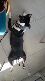 Cucciola amata 6 mesi