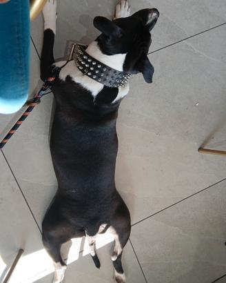 Cucciola di razza Amstaf american staforischer t