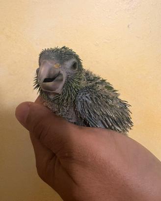 Pappagalli ara nobilis da imbecco pulli baby