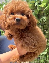 Cuccioli di barboncino Toy