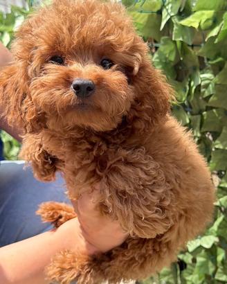 Cuccioli di barboncino Toy