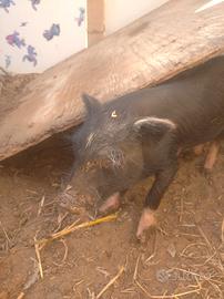 Mini pig