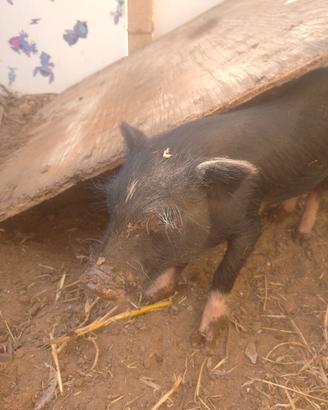 Mini pig