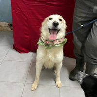 Havana ultima superstite