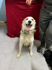 Havana ultima superstite