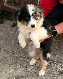 Cuccioli pastore australiano merle e tricolor