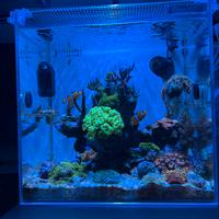 Acquario aqupet prevendita