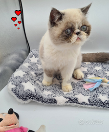 Cucciolo Exotic Shorthair
