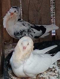 colombe cappuccino
