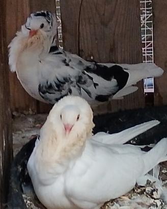 colombe cappuccino
