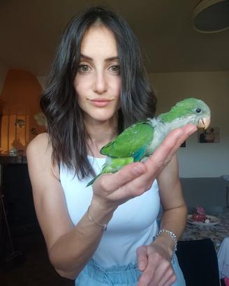 Parrocchetto monaco femmina